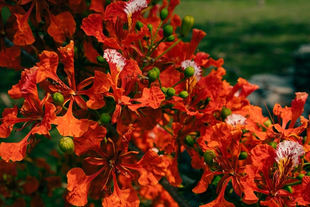 Красные цветы Flamboyant или Delonix Regia вблизи Красные тропические цветы пламенного дерева