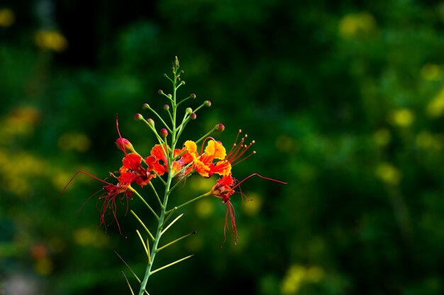 Flamboyant en The Flame Tree Royal Poinciana met feloranje bloemen in het park in India