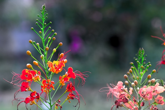 Flamboyant en The Flame Tree Royal Poinciana met feloranje bloemen in het park