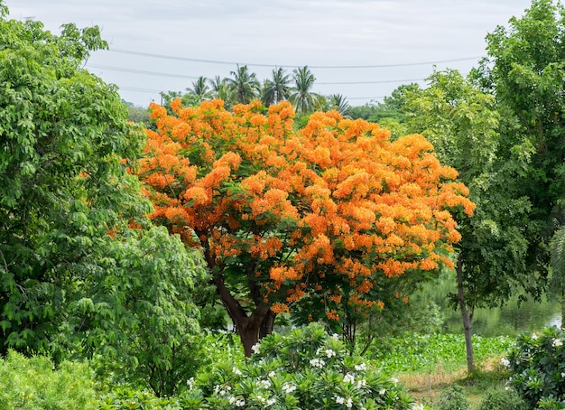 Flamboyant the flame tree royal poinciana tree flower bloom orange bunch