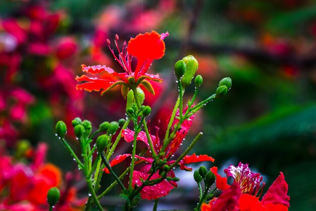 930+ Gulmohar Tree Stock Photos, Pictures & Royalty-Free Images - iStock