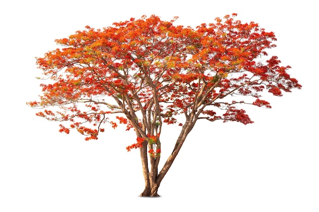 Flamboyant royal poinciana groei boom eenzaamheid staan geïsoleerd op witte achtergrond