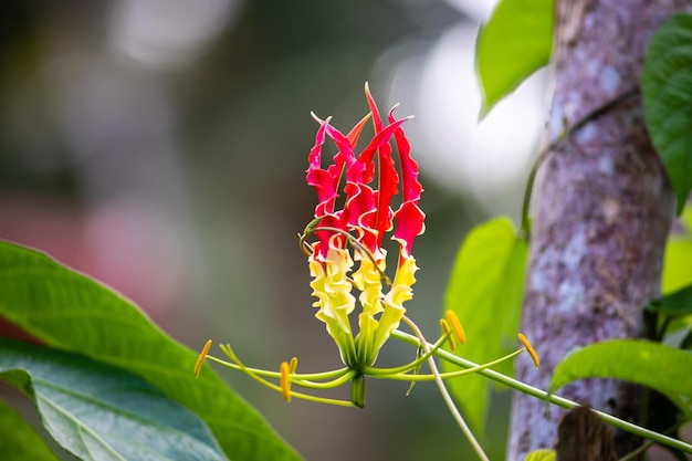 The flame lily flower is a beautiful and unique flower in nature red and yellow color combination