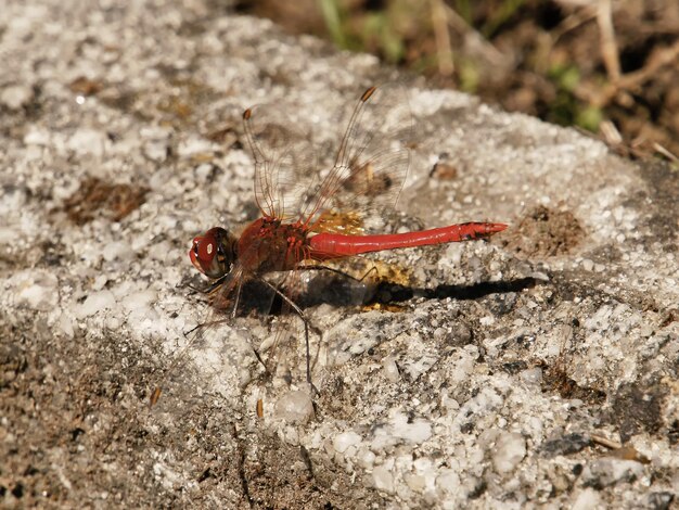 Flame Skimmer Dragonfly