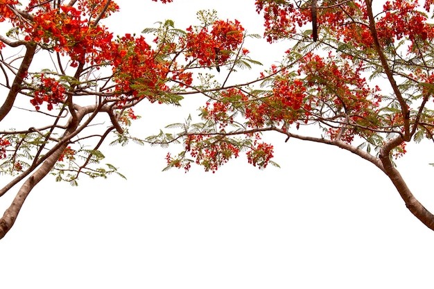 불꽃 나무 또는 로얄 Poinciana treeBig 나무 흰색 바에 고립