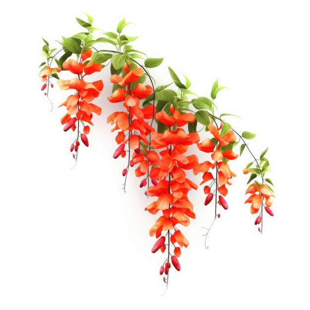 flame vine On White background