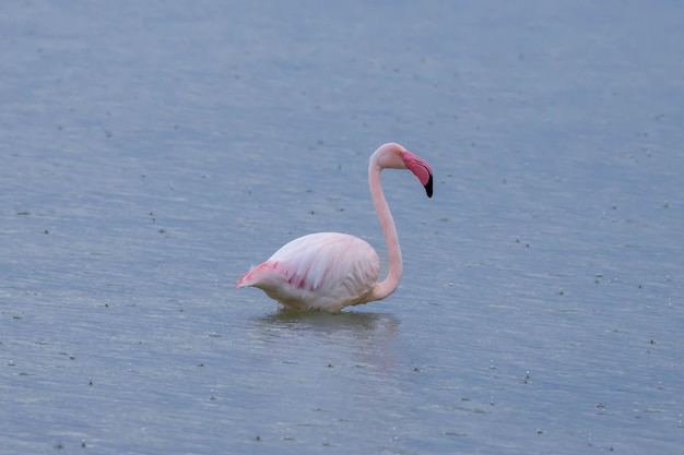 Flamengo in a pond in the rain