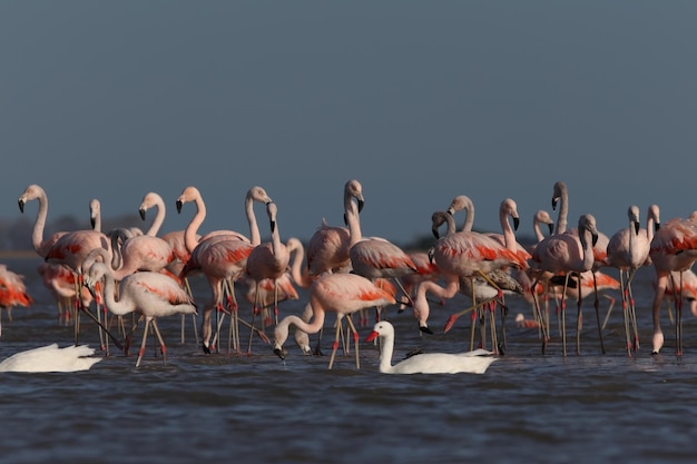 Foto flamengos el atardecer