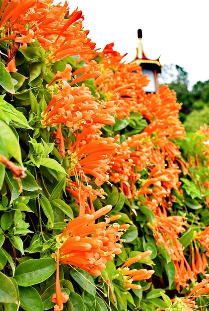 Flamevine or orange trumpetvine in a vertical garden in Nainital India Family Bignoniaceae