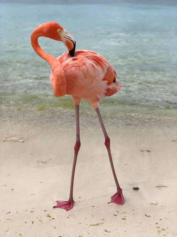 Foto flamimgo op het strand