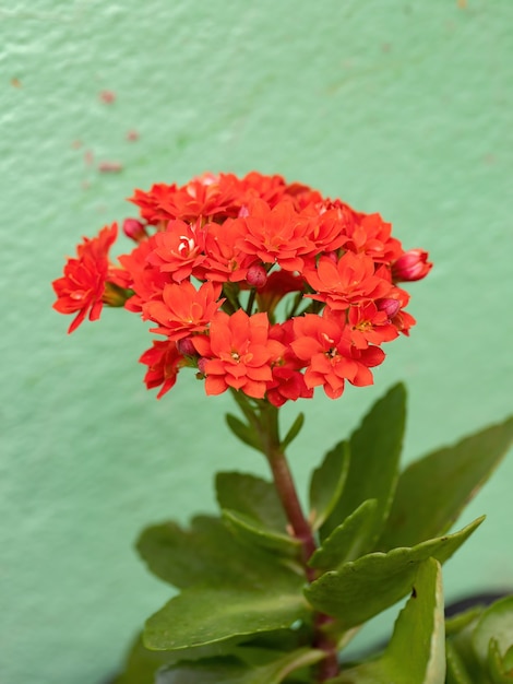 Flaming Katy Red Flower van de soort Kalanchoe blossfeldiana met selectieve focus