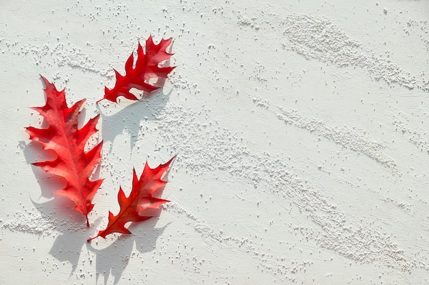 Flaming red oak leaves, long shadow design, copy-space. Flat lay, minimal Fall seasonal design.