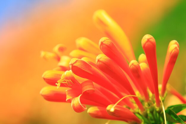 Foto flaming trumpet of firecracker vine of orangetrumpet vine bloeit in de tuin