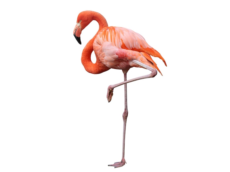 Foto flamingo-achtergrond en behang