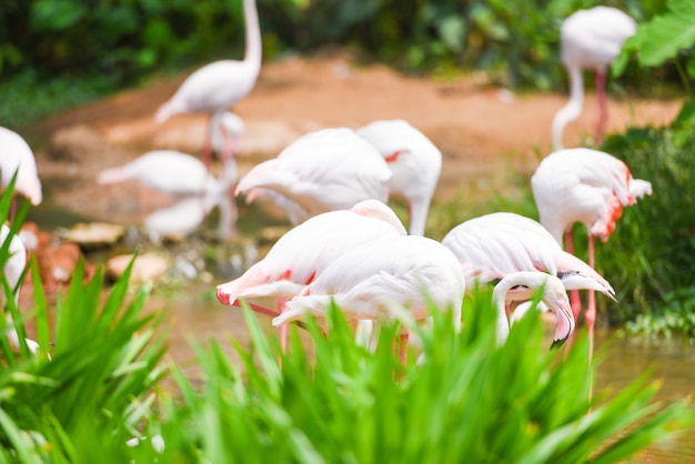 フラミンゴ鳥ピンクの湖川自然熱帯動物で美しい