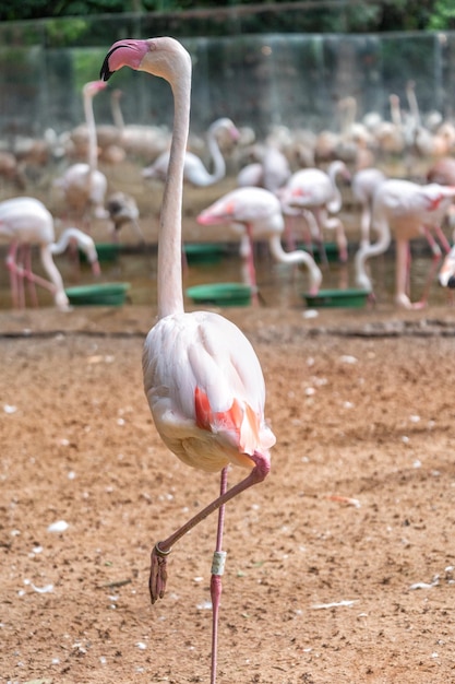 写真 ブラジルの熱帯林のフラミンゴ鳥