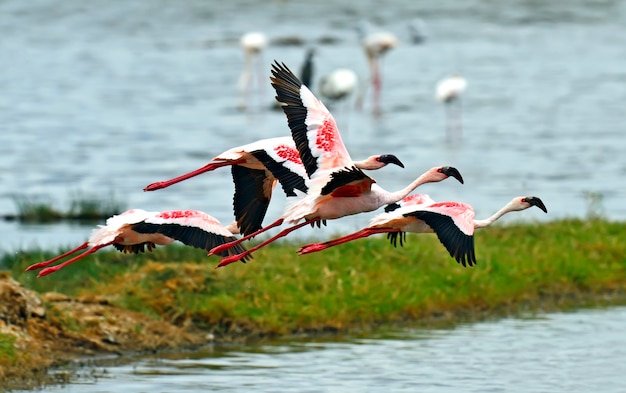 ケニア、アフリカのサファリ、ナクル湖のフラミンゴ鳥