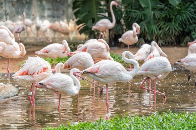 Flamingo birds in tropic forest in Brazil