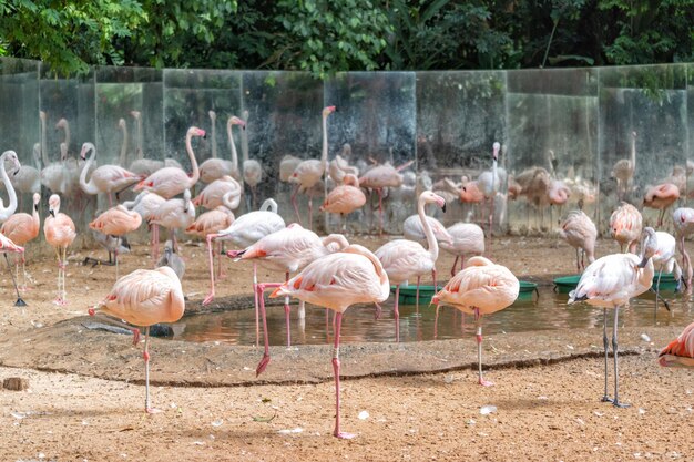 Photo flamingo birds in tropic forest in brazil