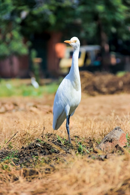 地球上を歩くフラミンゴの鳥