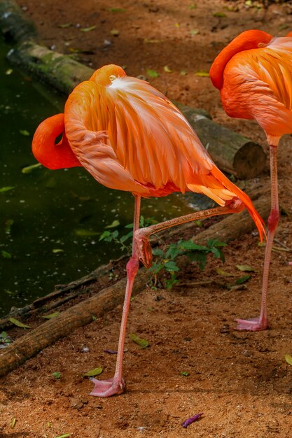 Photo flamingo closeup over dark