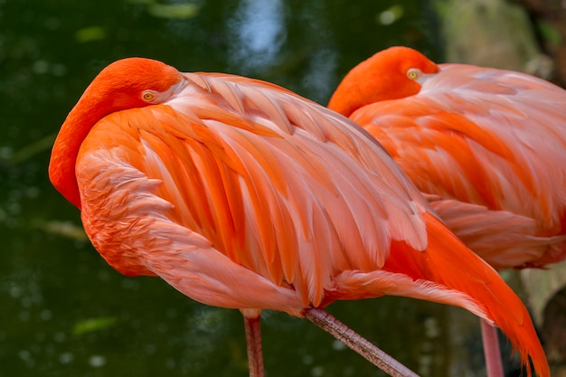 Flamingo closeup over dark 