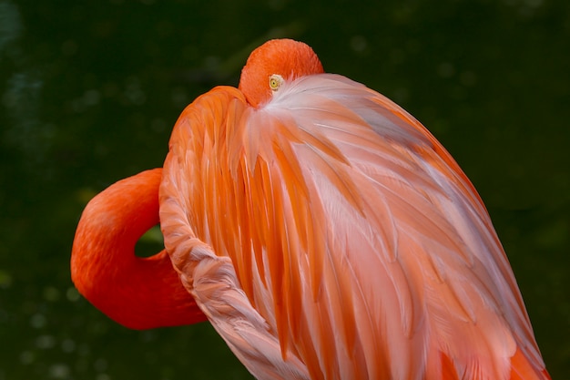 Flamingo closeup over dark 