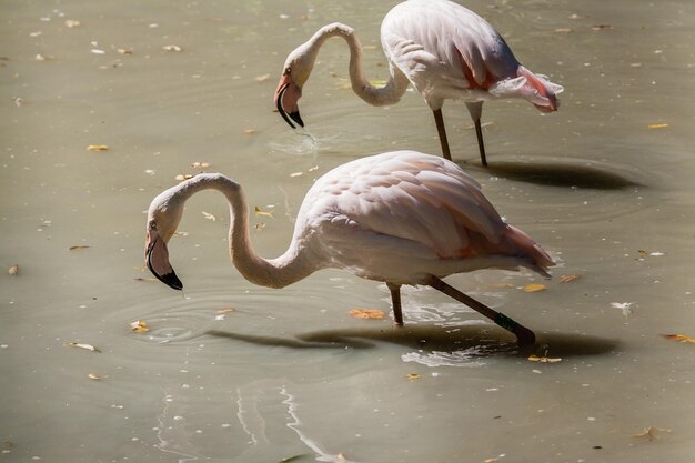 Flamingo closeup of drinking water