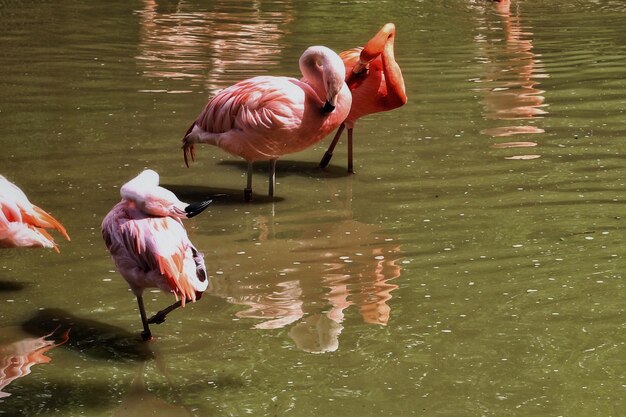 Foto acqua potabile per i fenicotteri