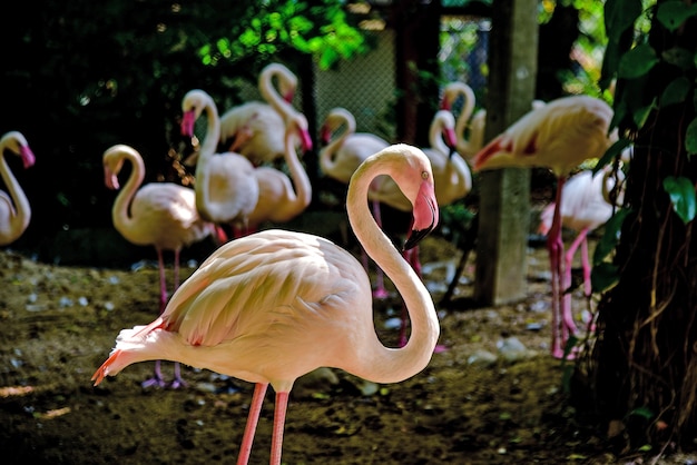 Фламинго в зоопарке Дусит, Бангкок, Таиланд