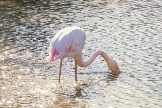 Flamingo eating in the water, Pink Flamingo