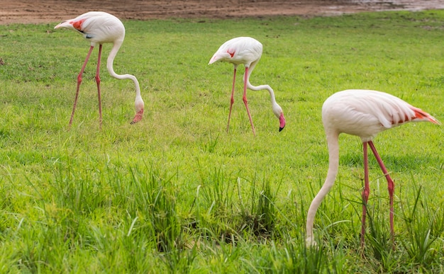 Flamingo eet voedsel in de wei