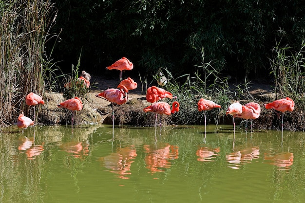 flamingo family