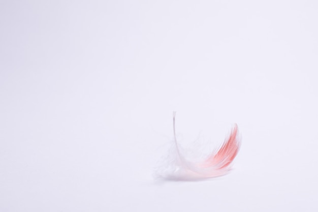 Flamingo feather on white background close up