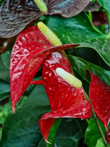 Flamingo flower (Anthurium, flamingo flower)