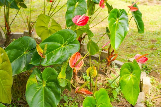 Flamingo flower Anthurium sp. Anthurium andraeanum (Flamingo Flower) The Leaves Flowers.