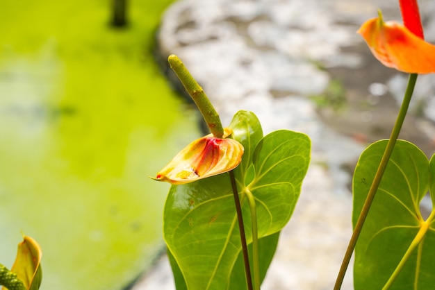 Flamingo flower Anthurium sp. Anthurium andraeanum (Flamingo Flower) The Leaves Flowers.