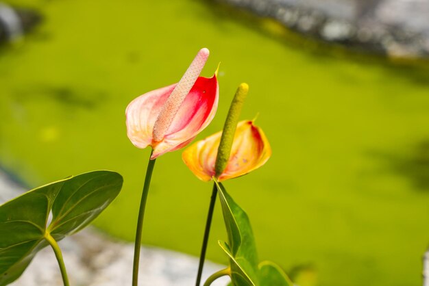 Flamingo flower Anthurium sp. Anthurium andraeanum (Flamingo Flower) The Leaves Flowers.