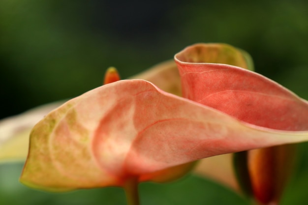 Flamingo flower in nature