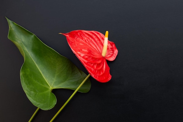 Flamingo flower or pigtail anthurium