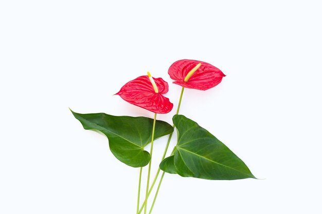 Flamingo flower or pigtail anthurium