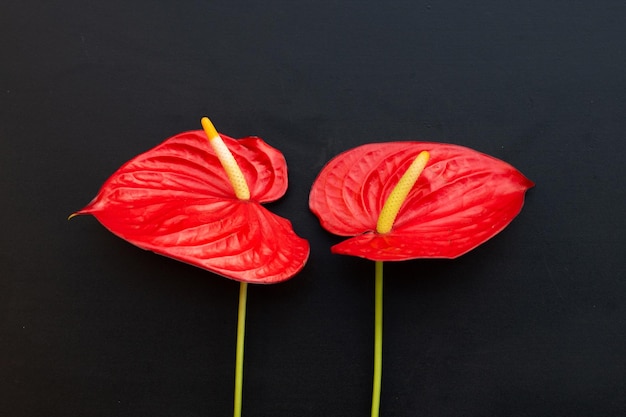 Flamingo flower or pigtail anthurium