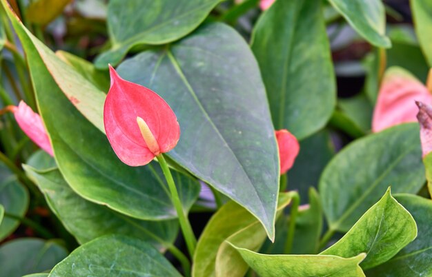 Flamingo Flower