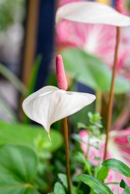 Flamingo Flowers padix wit blad rood hoofd