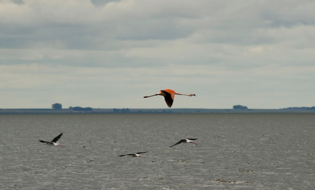 a flamingo flying in epecuen with pink and black wings big bird flying