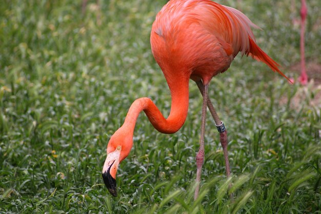 Foto flamingo sul campo erboso