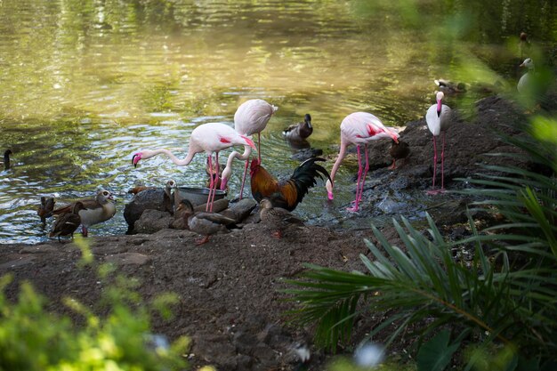 Flamingo haan kip eend in de buurt van water op de boerderij