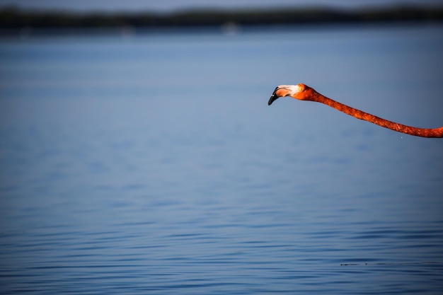 Flamingo head over sea