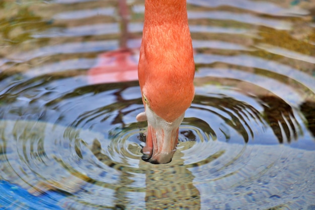 Foto testa di fenicottero in acqua