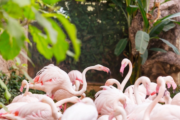 Фламинго в боливии